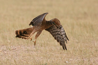 Montagu Harrier