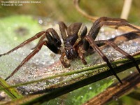 Moseedderkop (Dolomedes fimbriatus) Foto/billede af