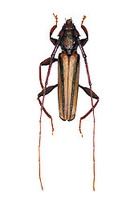 アオスジカミキリ 1 ex. Xystrocera globosa