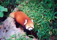 꼬마팬더 Ailurus fulgens Lesser Panda