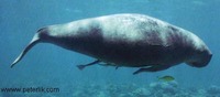 Dugong (Seacow)