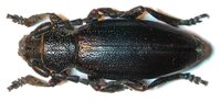 Dorcadion fulvum cervae