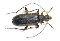 Cortodera femorata