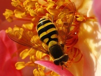 Syrphus ribesii