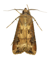 Agrotis ipsilon - Dark Sword-grass