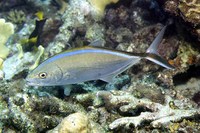 Carangoides ruber, Bar jack: fisheries, gamefish