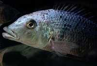 Fossorochromis rostratus, : fisheries, aquarium