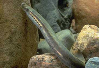 Lampetra aepyptera, Least brook lamprey: