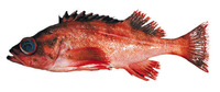 Sebastes variegatus, Harlequin rockfish: fisheries, gamefish