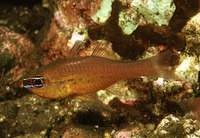 Apogon apogonoides, Short-tooth cardinal: