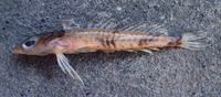 Centrodraco insolitus, :