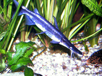 Sorubim lima, Duckbill catfish: fisheries, aquarium