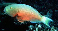 Chlorurus strongylocephalus, Indian Ocean steephead parrotfish: fisheries