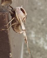 Smerinthus ocellata - Eyed Hawk-moth