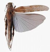 Sphingonotus caerulans