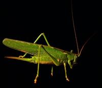 Tettigonia viridissima - Great Green Bush-Cricket