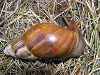 Achatina fulica - African Land Snail