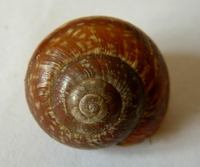 Arianta arbustorum - Copse Snail