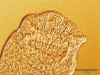 Rhipidocotyle
