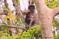 Image of: Piliocolobus badius (western red colobus)