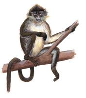 Image of: Presbytis melalophos (mitred leaf monkey)