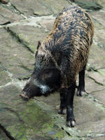 Image of: Sus scrofa (wild boar)