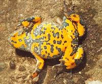 Bombina variegata - Yellow-Bellied Toad