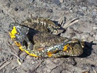 Bombina variegata - Yellow-Bellied Toad