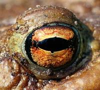 Bufo bufo - Common European Toad