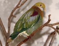 Ptilinopus ornatus - Ornate Fruit-Dove