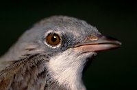 Sylvia communis - Whitethroat