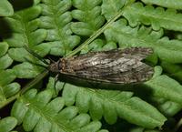 Image of: Chauliodes
