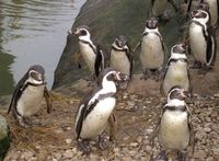 Spheniscus humboldti - Peruvian Penguin