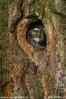 Glaucidium passerinum - Pygmy Owl