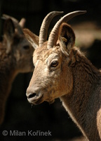 Capra sibirica - Siberian Ibex