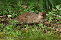 Helogale parvula - Dwarf Mongoose