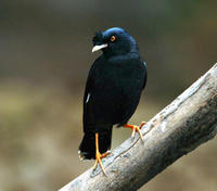 Image of: Acridotheres cristatellus (crested myna)