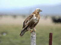 Image of: Buteo hemilasius (upland buzzard)