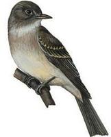 Image of: Empidonax traillii (willow flycatcher)