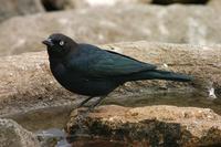 Image of: Euphagus cyanocephalus (Brewer's blackbird)