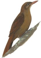 Image of: Hylexetastes perrotii uniformis