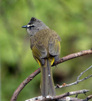 Image of: Pycnonotus flavescens (flavescent bulbul)