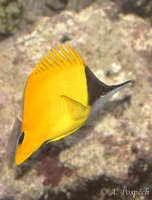 Forcipiger longirostris - Big Long-nosed Butterflyfish