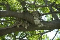 Image of: Tyrannus verticalis (western kingbird)