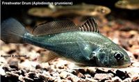 Image of: Aplodinotus grunniens (freshwater drum)