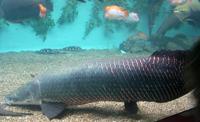 Image of: Arapaima gigas (giant arapaima)