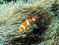 Amphiprion percula - Blackfinned Clownfish