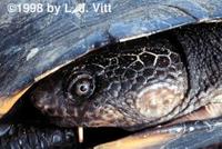 Image of: Phrynops gibbus (Gibba turtle)