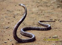 Naja naja - Central Asian Cobra