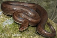 Epicrates maurus - Colombian Rainbow Boa